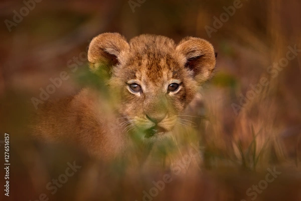Fototapeta Young kitten lion cute portrait.  Botswana wildlife. Lion close-up. Animal in fire burnt place, lion lying in the black ash and cinders, Savuti, Chobe NP in Botswana.
