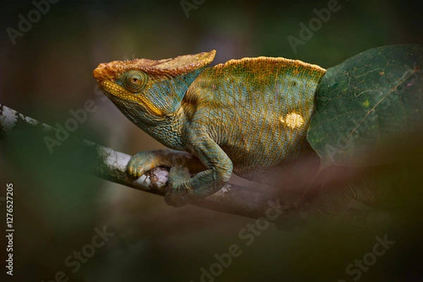 Fototapeta Malagasy giant chameleon, Furcifer oustaleti, sitting on the tree branch in the nature habitat, Ranomafana NP. Endemic Lizard from Madagascar. Chameleon in the night.