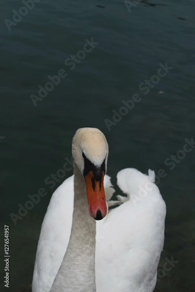 Fototapeta Close-Up of a Graceful White Swan with an Orange Bill on Calm Water