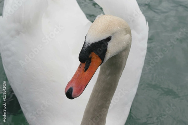 Fototapeta Close-Up of a Graceful White Swan with an Orange Bill on Calm Water