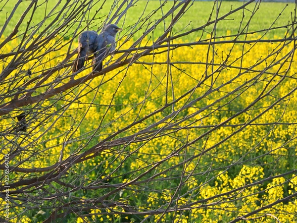 Fototapeta A pair of birds perched on leafless branches, set against a vibrant backdrop of a field filled with bright yellow flowers.