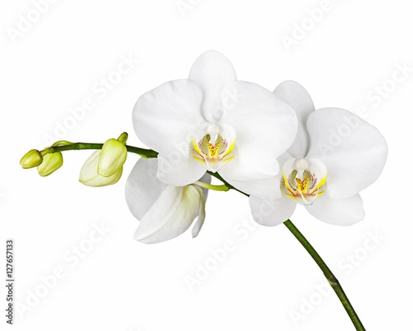 Fototapeta Trzy dni stara biała orchidea na białym tle. Zbliżenie.