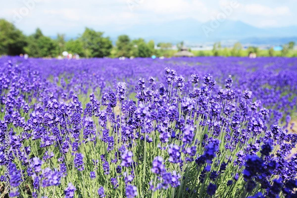 Obraz 富良野のラベンダー畑　北海道　日本
