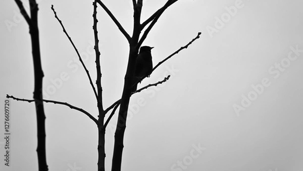 Fototapeta Silhouette of a bird perched on bare branches against an overcast sky.