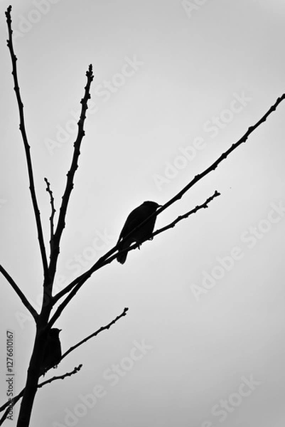 Fototapeta Silhouette of a bird perched on bare branches against an overcast sky.