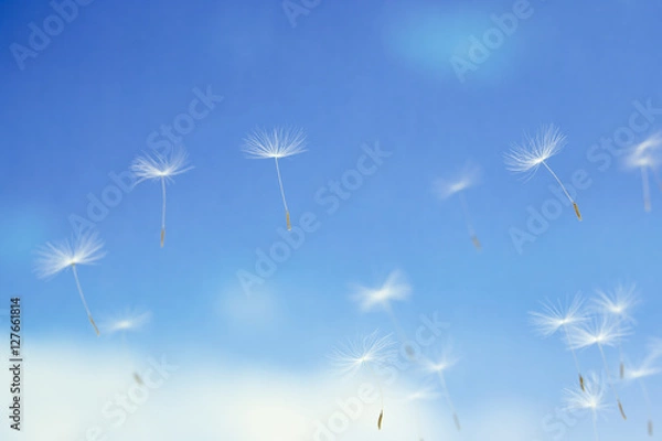Obraz 空を飛ぶタンポポの綿毛