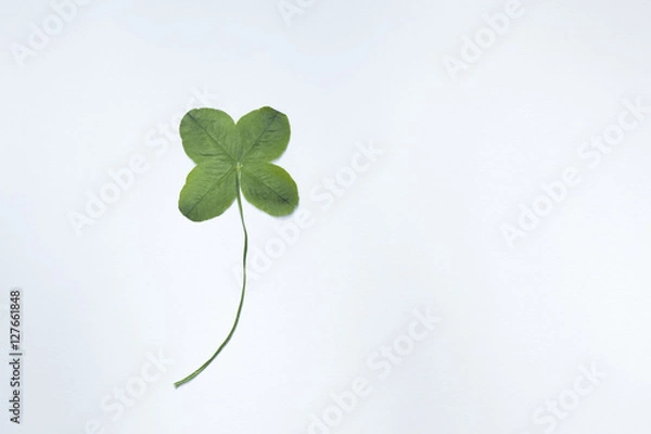 Obraz 四つ葉のクローバー