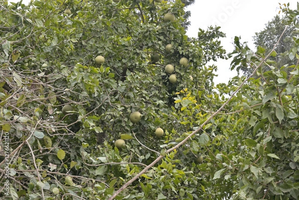 Fototapeta A dense cluster of green foliage and round green fruits is visible.