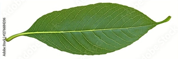 Fototapeta Fresh green leaf with prominent parallel veins isolated on white background, showing perfect symmetry and natural texture. Macro shot of botanical specimen.