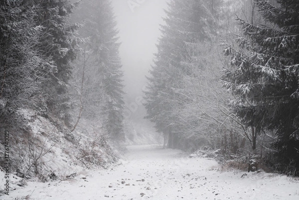 Fototapeta frozen trees and winter landscape covered in snow and fog when hiking in czech mountains