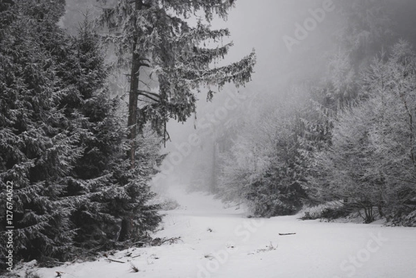 Fototapeta frozen trees and winter landscape covered in snow and fog when hiking in czech mountains