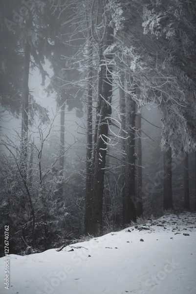 Fototapeta frozen trees and winter landscape covered in snow and fog when hiking in czech mountains