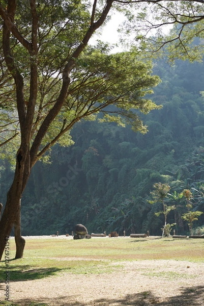Fototapeta The tree with big mountain background behide