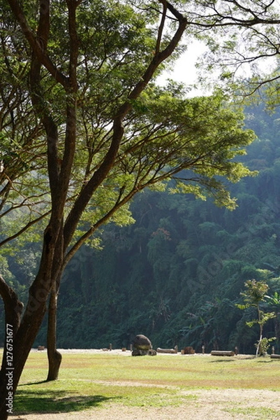 Fototapeta The tree with big mountain background behide