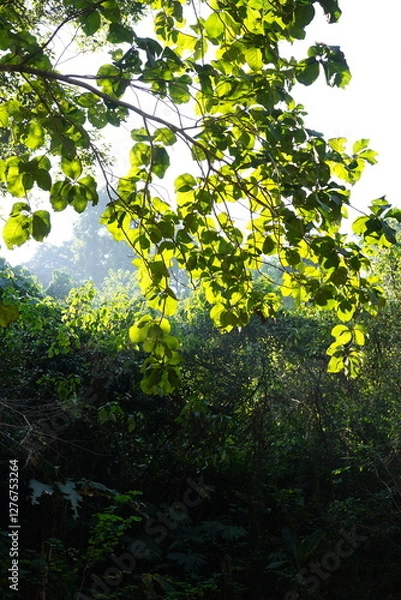 Fototapeta Beautiful nature. Green trees and bright blue sky. Suitable for a background