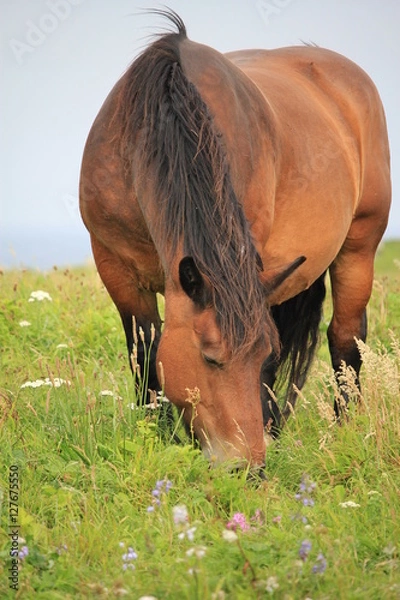 Obraz 草を食む馬
