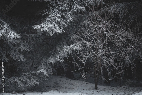 Fototapeta frozen trees and winter landscape covered in snow and fog when hiking in czech mountains
