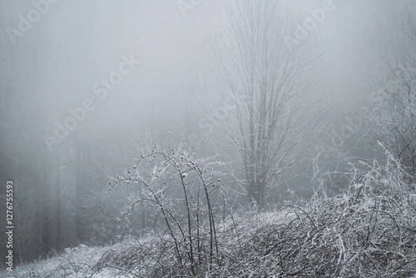 Fototapeta frozen trees and winter landscape covered in snow and fog when hiking in czech mountains