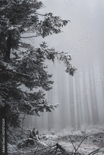Fototapeta frozen trees and winter landscape covered in snow and fog when hiking in czech mountains
