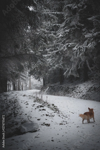 Fototapeta frozen trees and winter landscape covered in snow and fog when hiking in czech mountains