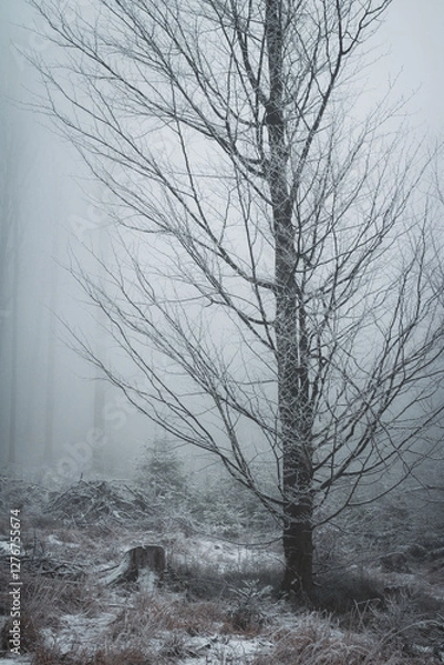 Fototapeta frozen trees and winter landscape covered in snow and fog when hiking in czech mountains