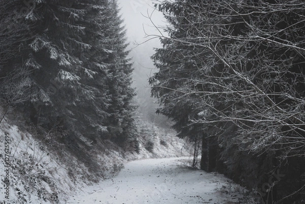 Fototapeta frozen trees and winter landscape covered in snow and fog when hiking in czech mountains