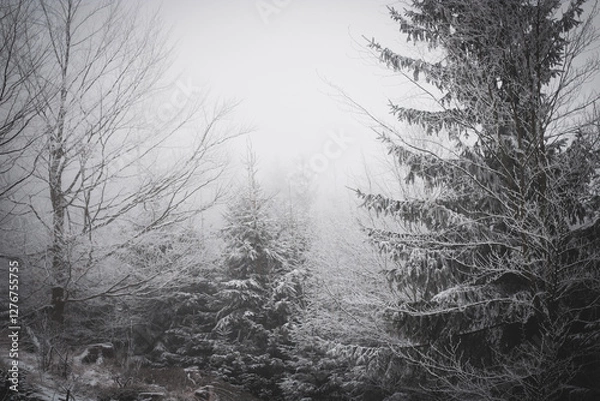 Fototapeta frozen trees and winter landscape covered in snow and fog when hiking in czech mountains