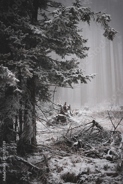 Fototapeta frozen trees and winter landscape covered in snow and fog when hiking in czech mountains