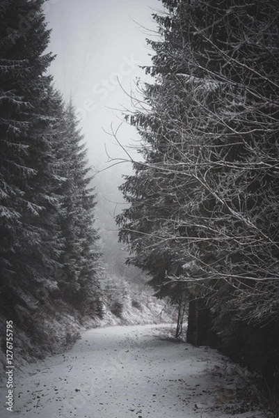 Fototapeta frozen trees and winter landscape covered in snow and fog when hiking in czech mountains