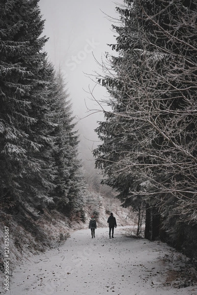 Fototapeta frozen trees and winter landscape covered in snow and fog when hiking in czech mountains