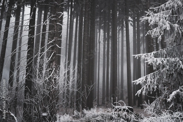 Fototapeta frozen trees and winter landscape covered in snow and fog when hiking in czech mountains