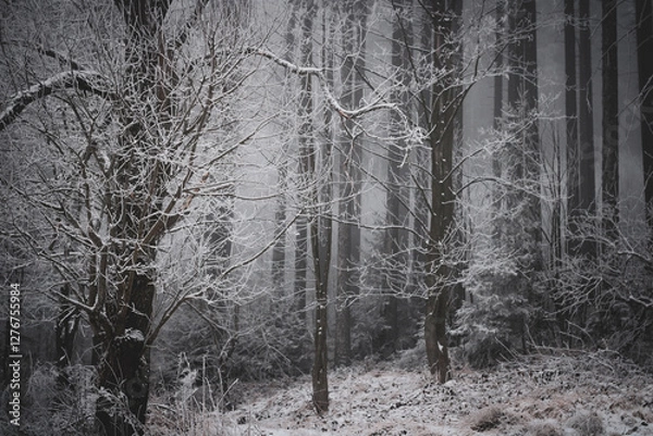 Fototapeta frozen trees and winter landscape covered in snow and fog when hiking in czech mountains