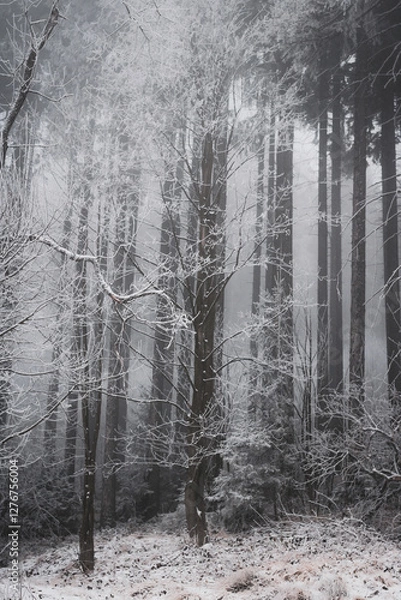 Fototapeta frozen trees and winter landscape covered in snow and fog when hiking in czech mountains