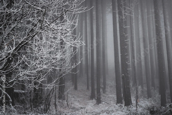 Fototapeta frozen trees and winter landscape covered in snow and fog when hiking in czech mountains