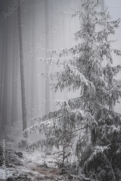Fototapeta frozen trees and winter landscape covered in snow and fog when hiking in czech mountains