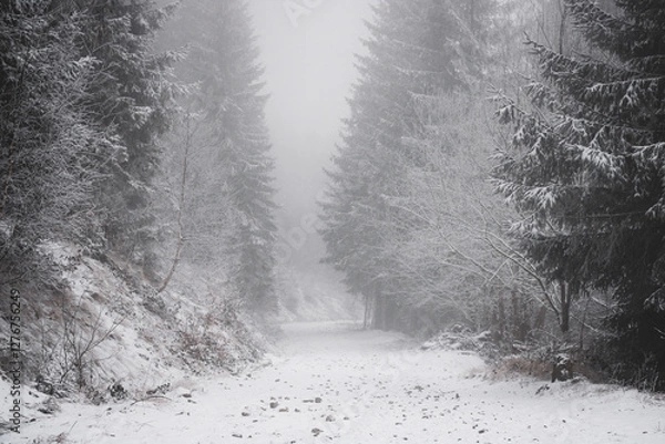 Fototapeta frozen trees and winter landscape covered in snow and fog when hiking in czech mountains