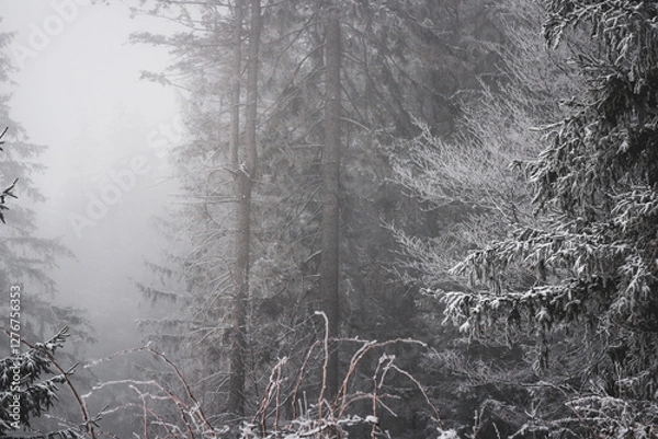 Fototapeta frozen winter landscape covered in snow and fog when hiking in czech mountains