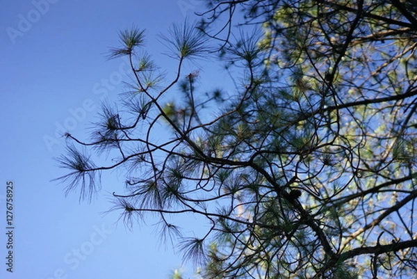 Fototapeta Beautiful nature. Green trees and bright blue sky. Suitable for a background