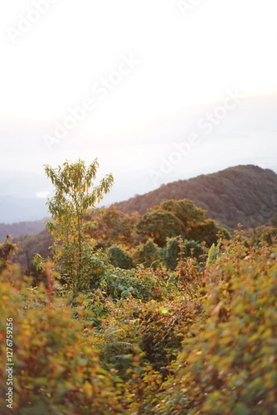 Fototapeta magnificent view of the mountains