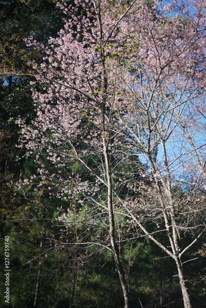 Fototapeta tree Tabebuia Rosea pink bloming 