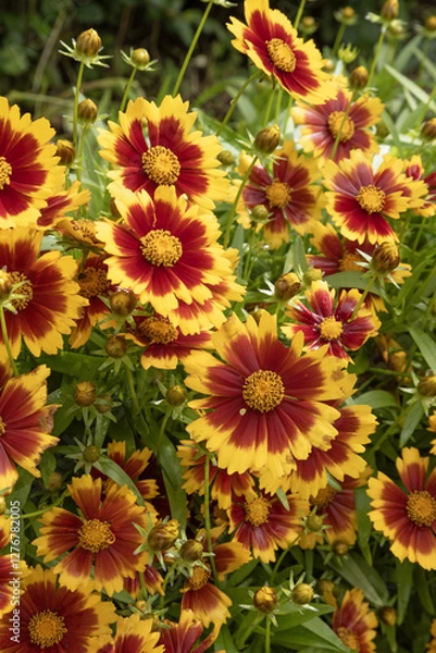 Fototapeta Coreopsis jaune et rouge