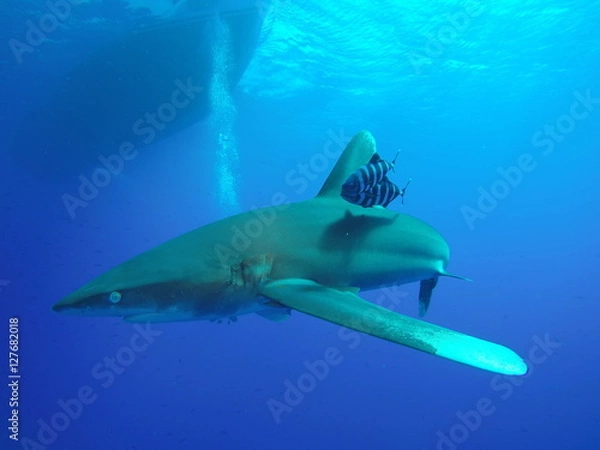 Fototapeta Longimanus shark patrolling at the surface of the open ocean at the Daedalus reef in the Red Sea, Egypt
