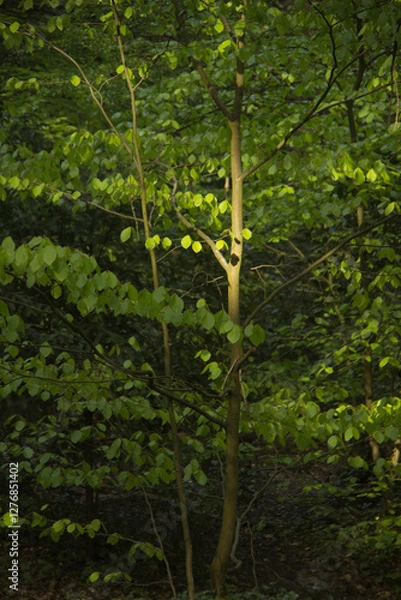 Obraz Beech tree sapling in woodland with dappled light.