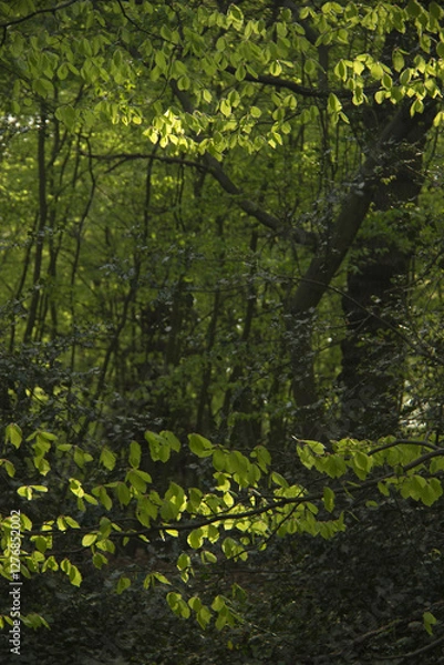 Obraz Beech trees in spring with dappled sunlight.