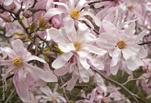 Obraz Delicate pink star magnolia flowers.