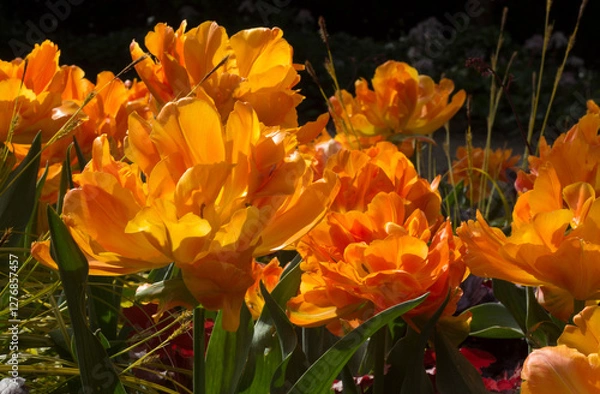 Obraz Large orange tulip flowers in sunlight.