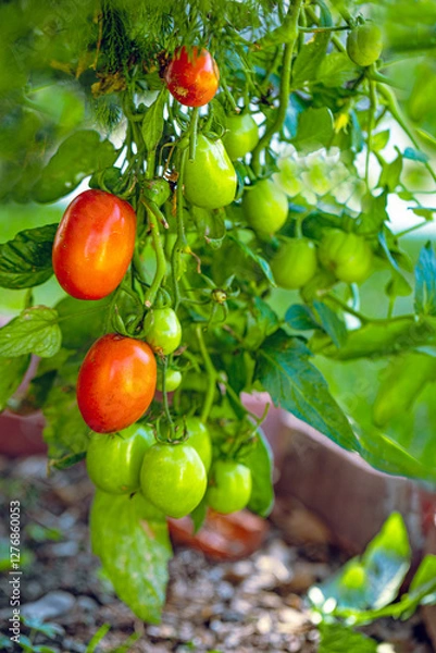 Obraz tomatoes on the vine