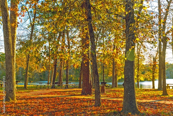 Obraz autumn in the forest