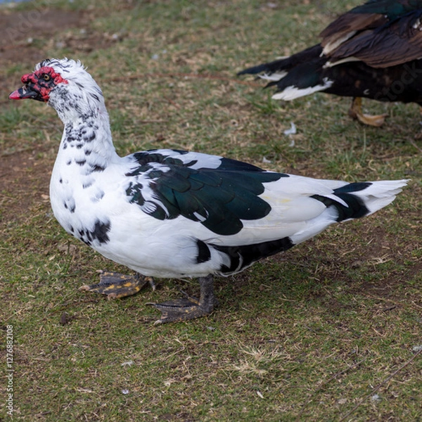 Fototapeta white duck in the field