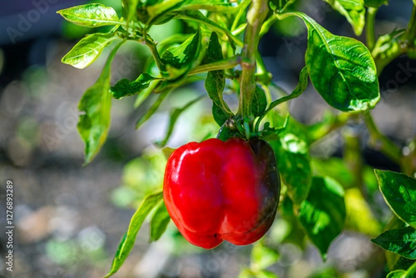 Obraz bell pepper and green leaves